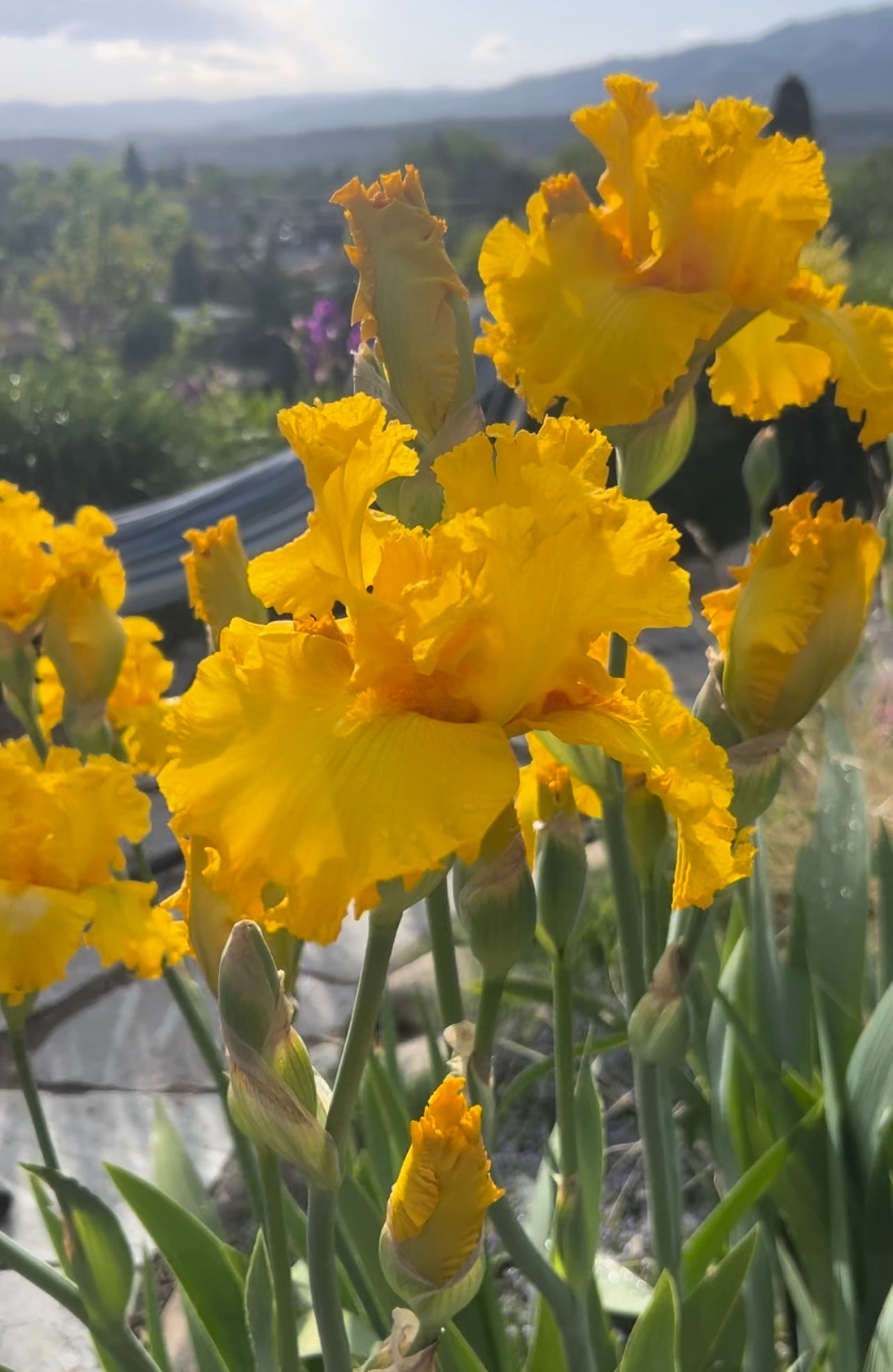 "Garden Time" Bearded Iris
