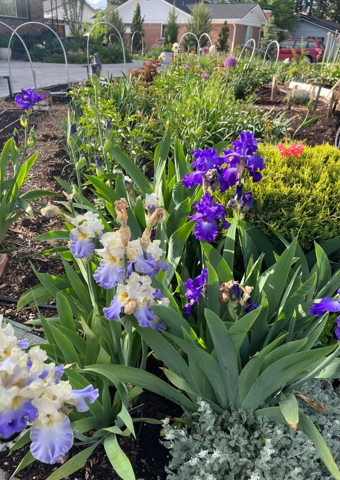 Purple Mystery Bearded Iris