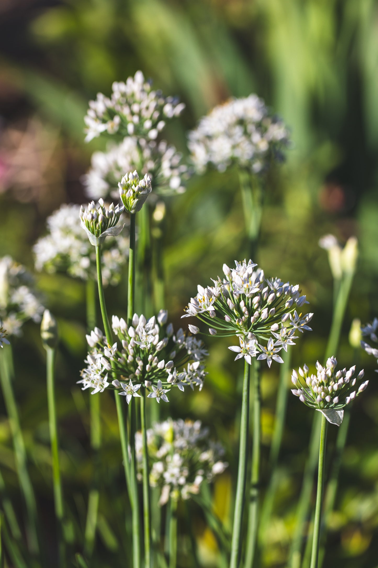 Garlic Chive Blossom - wholesale per bu/10