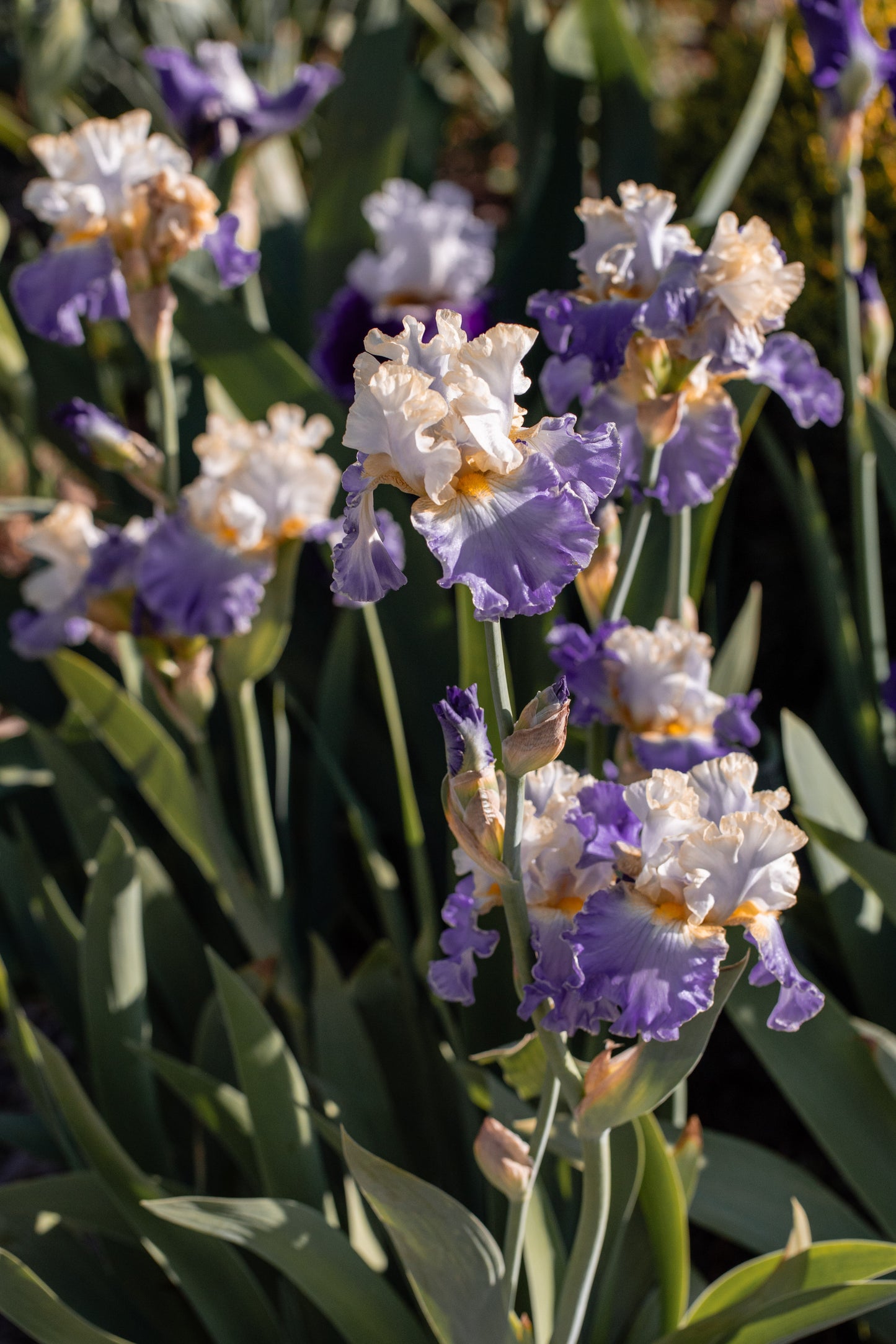 “Gilt Edged Bond” Bearded Iris