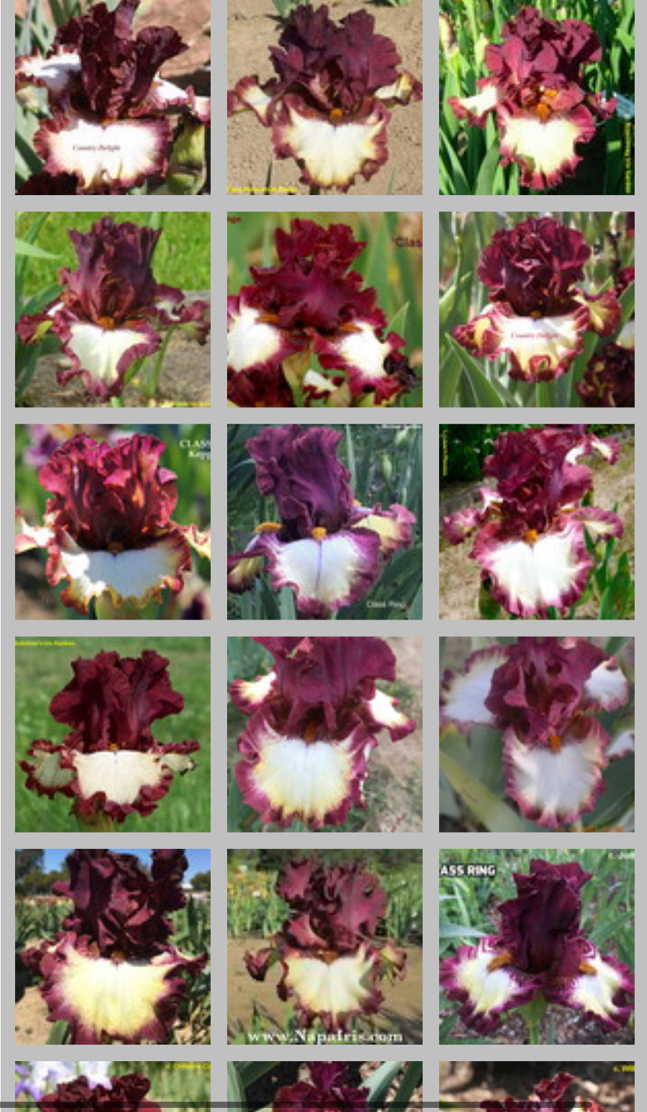“Class Ring” Bearded Iris