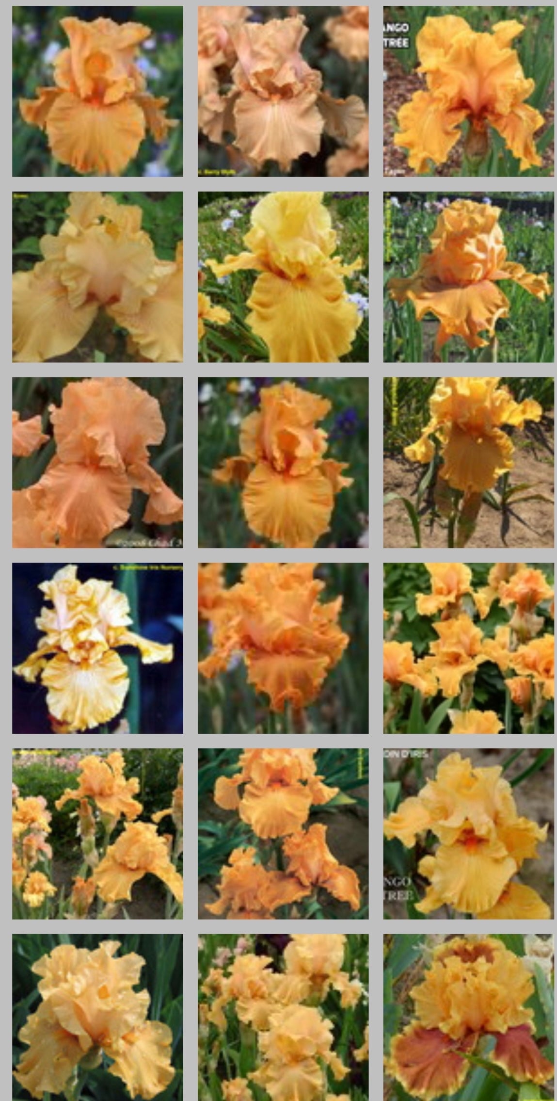 “Mango Entree” Bearded Iris
