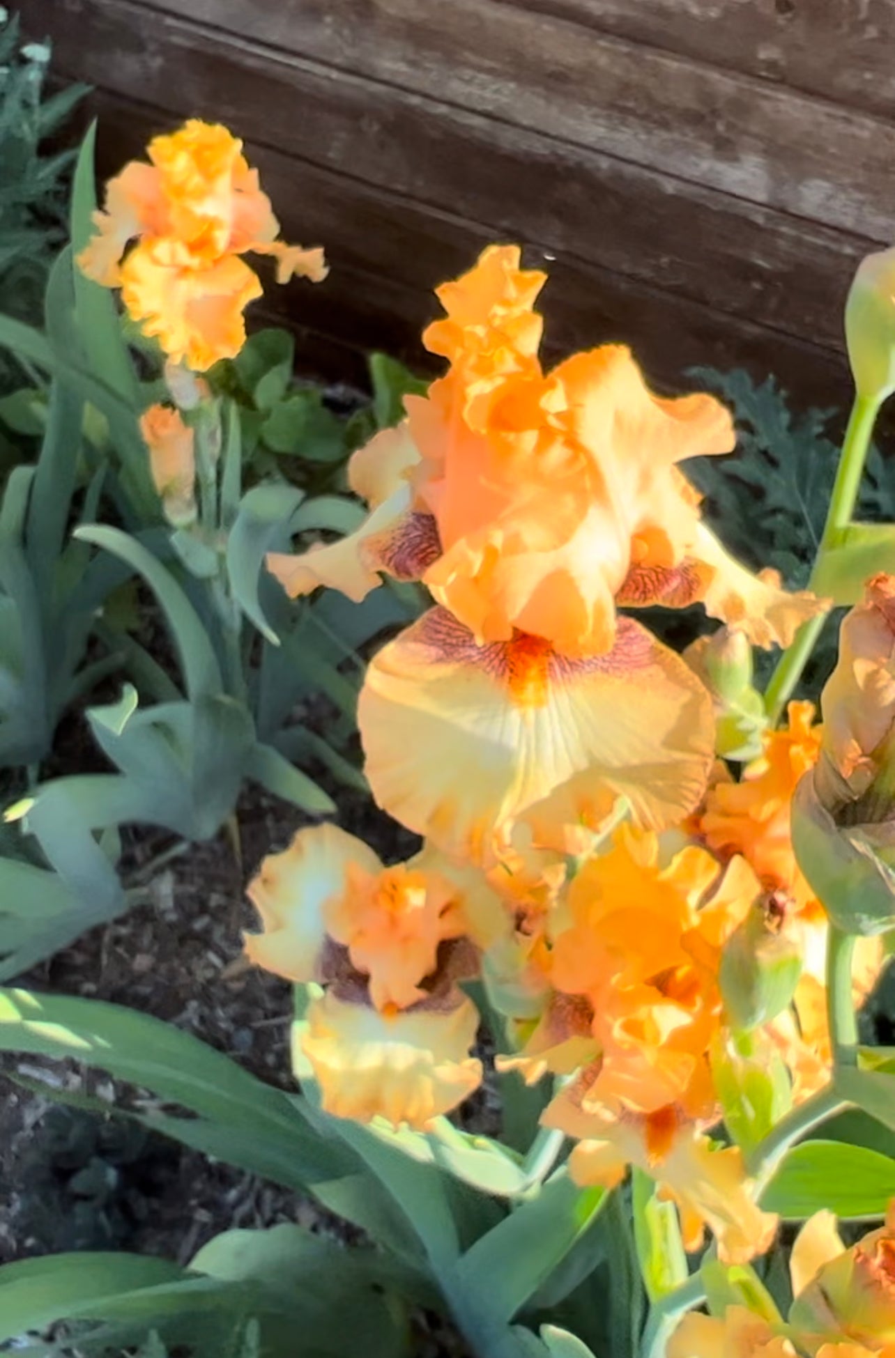 “Butterlicious” Bearded Iris