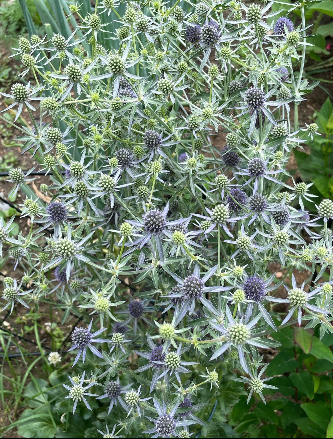 Dried Eryngium, bu of 5 stems
