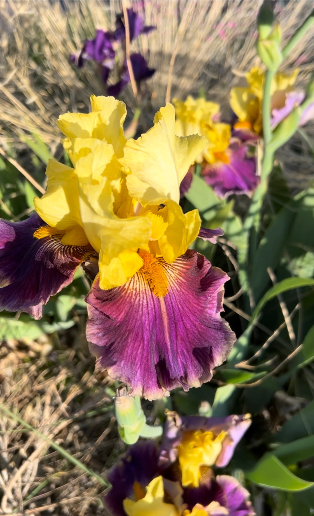 "Berried Treasure" Bearded Iris
