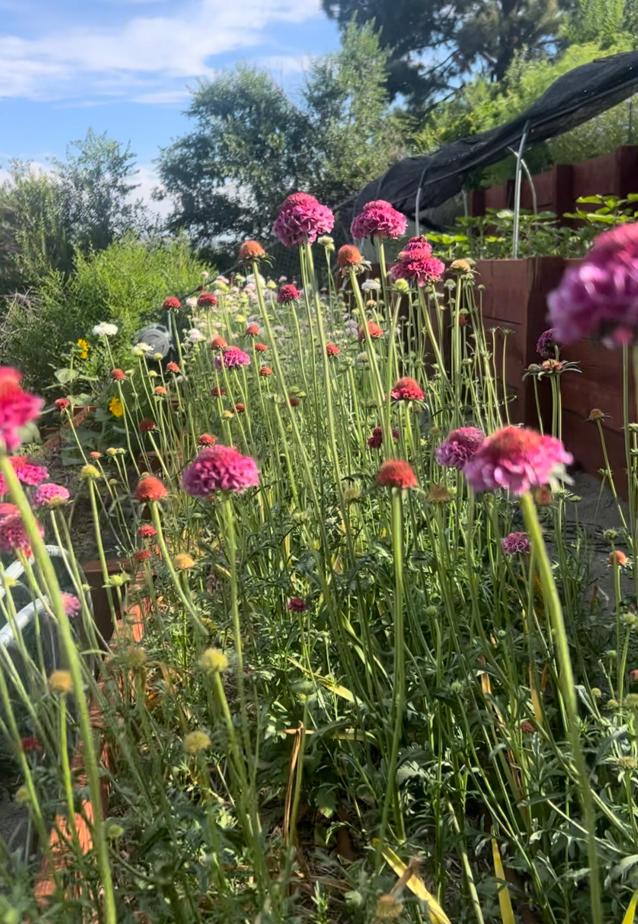 Scabiosa, Pink Bon Bon Scoop - wholesale bu/ 10