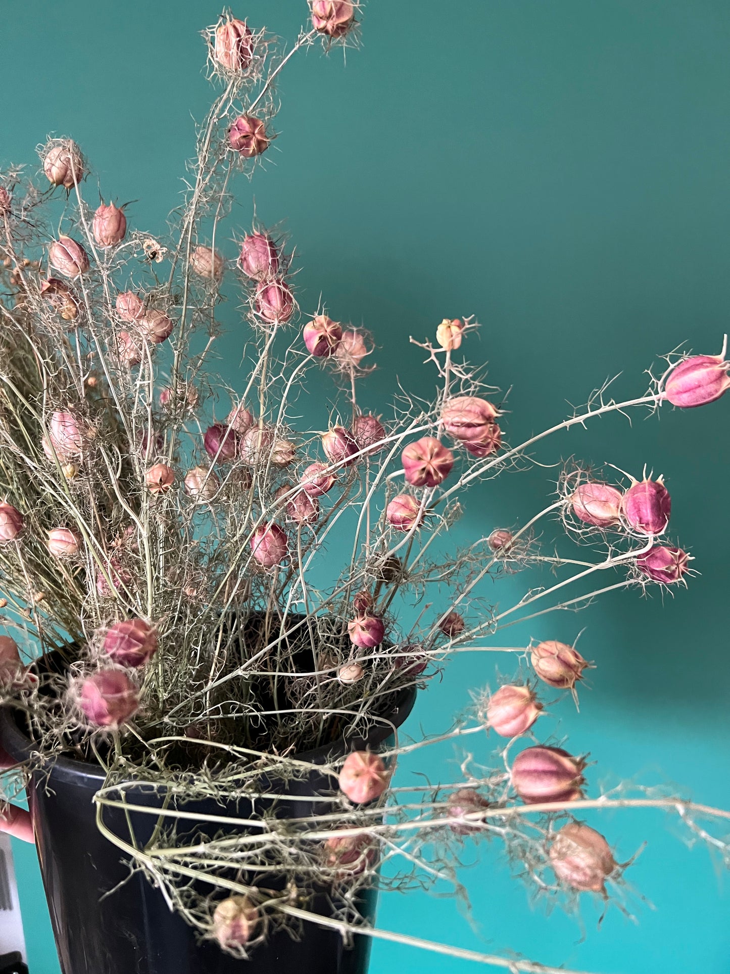 Nigella black pod dried, per bunch