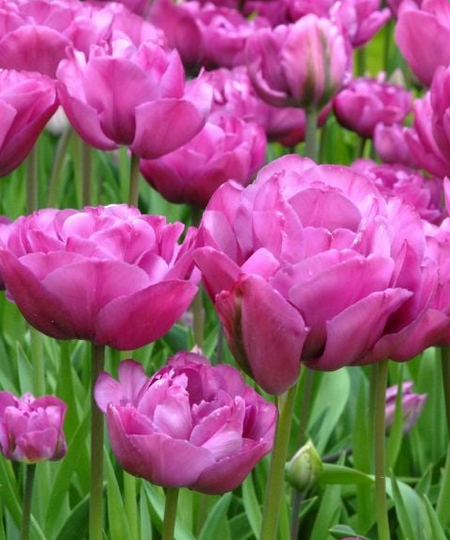 Tulips, Backpacker