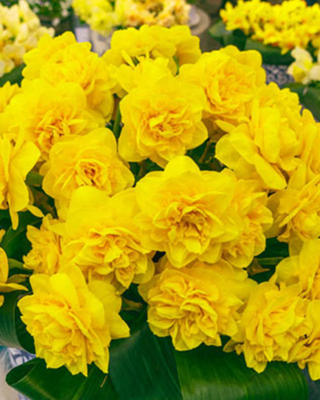 Heirloom Narcissus, Yellow Paradise