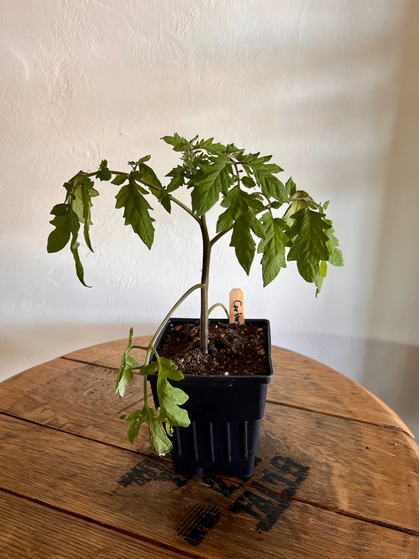 Tomato seedlings - multiple varieties