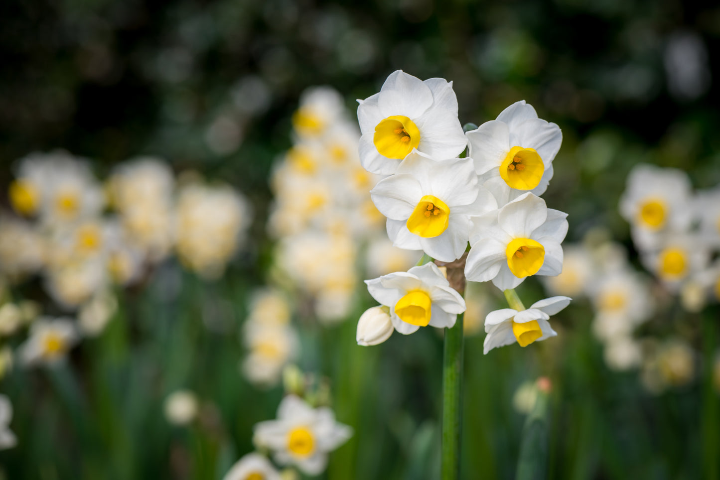 Heirloom Narcissus, Avalache