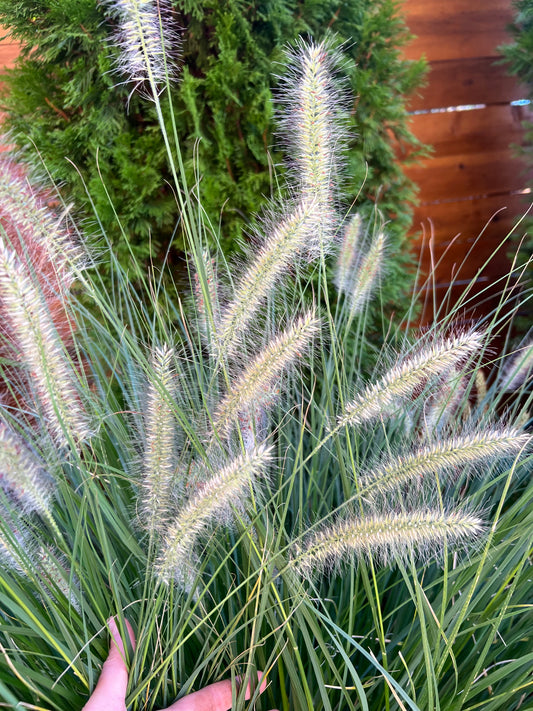 Feather top grass - wholesale bunch of 10