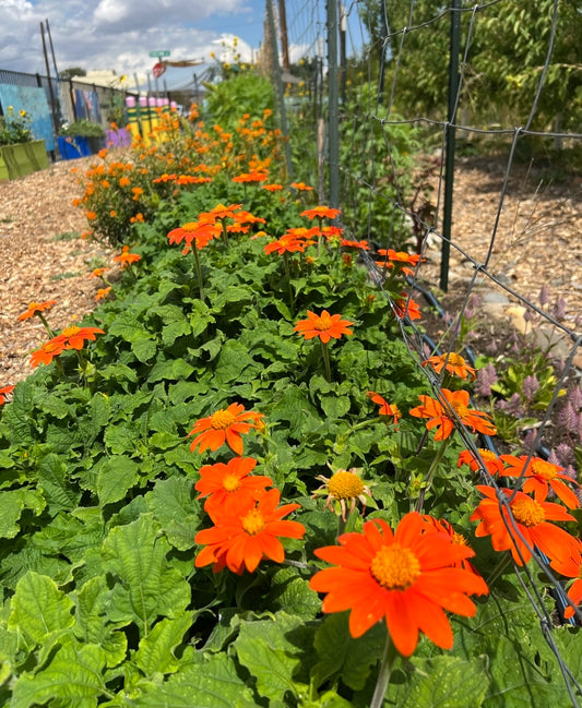 Tithonia - wholesale bu/10
