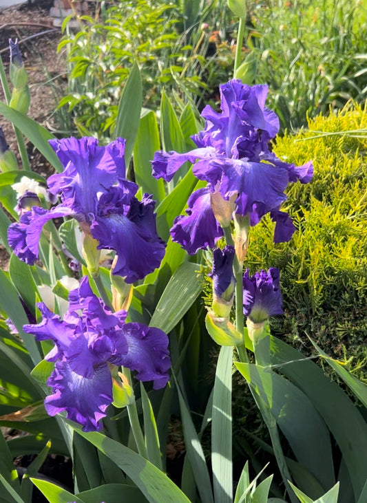 Purple Mystery Bearded Iris