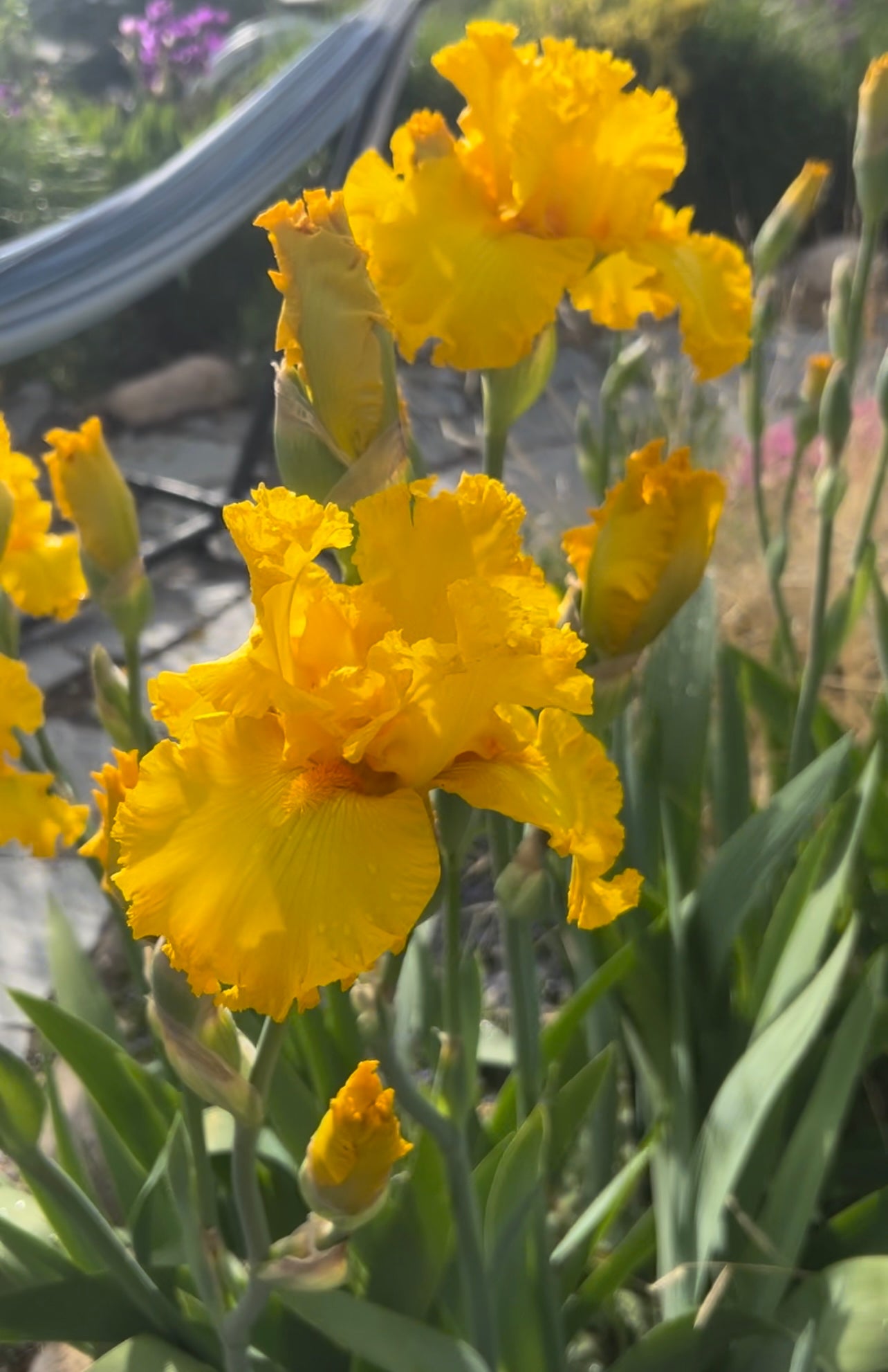 "Garden Time" Bearded Iris