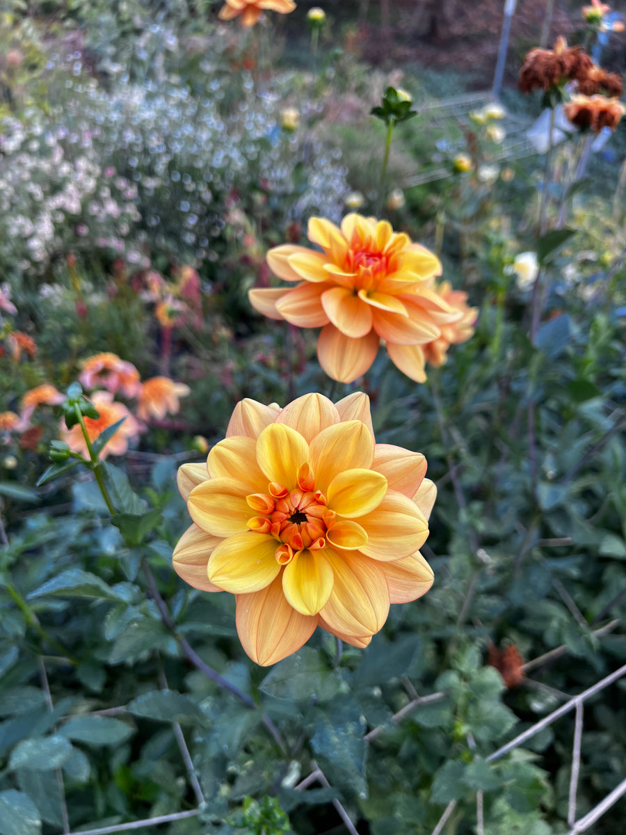 Ginger Snap Dahlia Tuber – Earth & Seeds