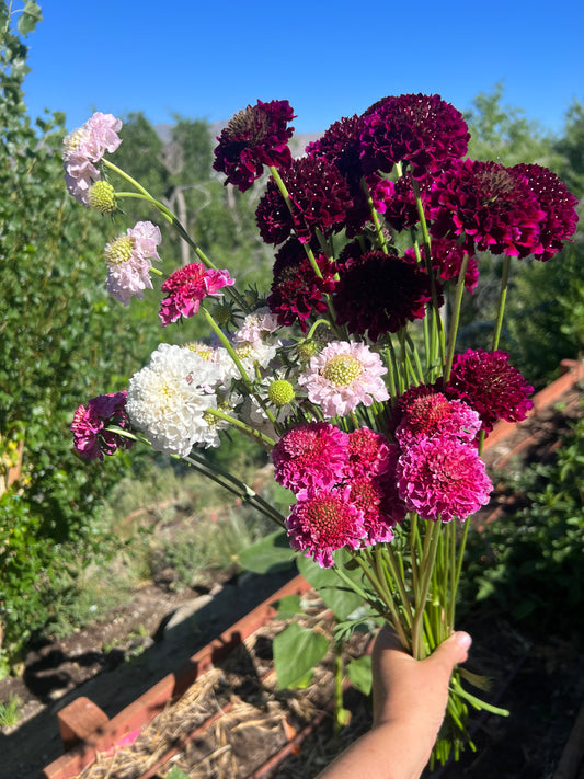 Scabiosa, Blackberry Scoop - wholesale bu/ 10