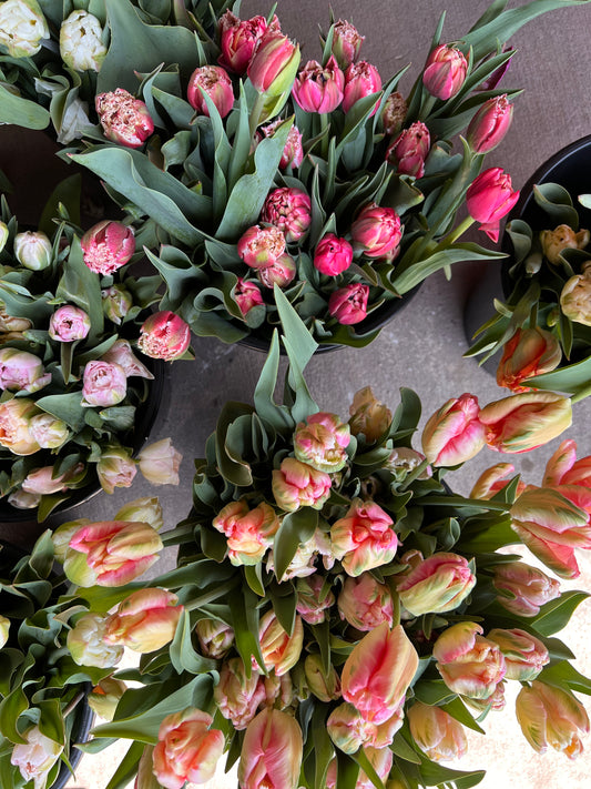 Tulips, Apricot Parrot