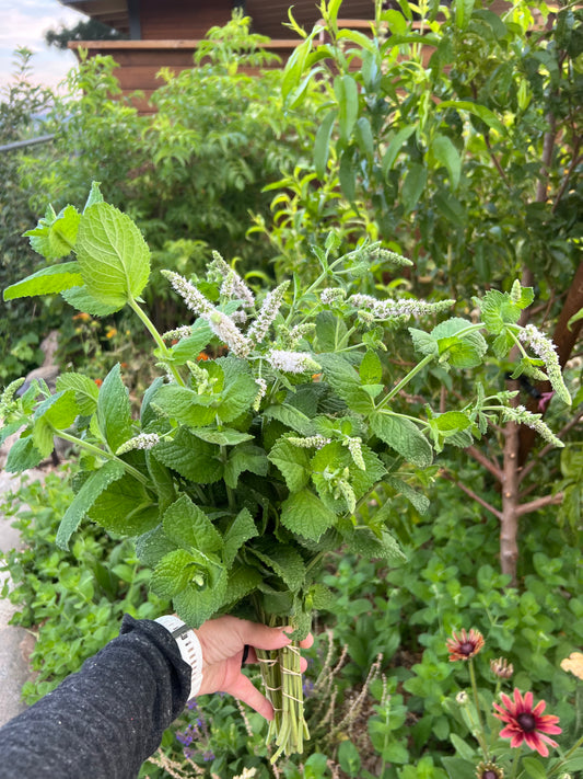Apple mint, wholesale bunch of 10