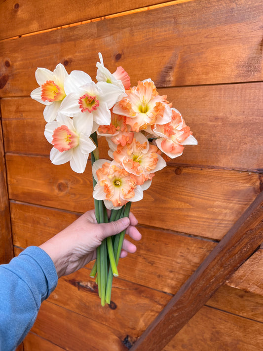 Heirloom Narcissus, Pink Charm