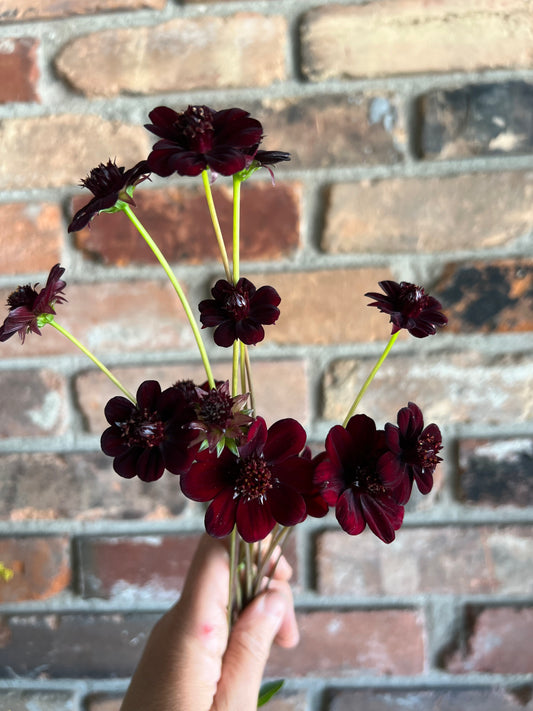 Cosmos, Chocolate - wholesale bu/10