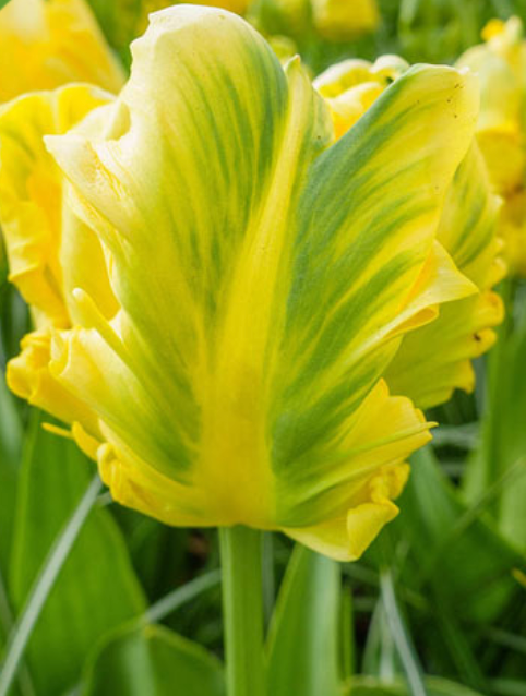 Tulips, Yellow Madonna