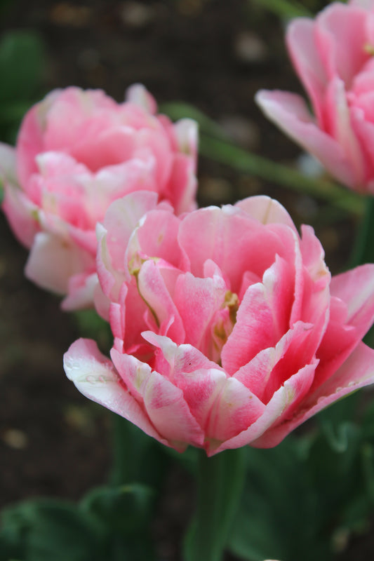 Tulips, Foxtrot